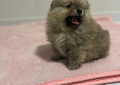 Pomeranian